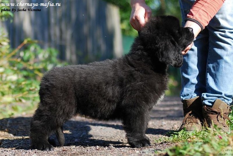 Фото: ньюфаундленд Черная Мафия Аттрактиве Повер (Chernaya Mafia Attractive Power)