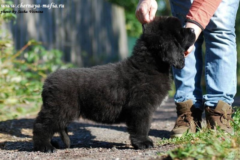 Фото: ньюфаундленд Черная Мафия Аттрактиве Повер (Chernaya Mafia Attractive Power)