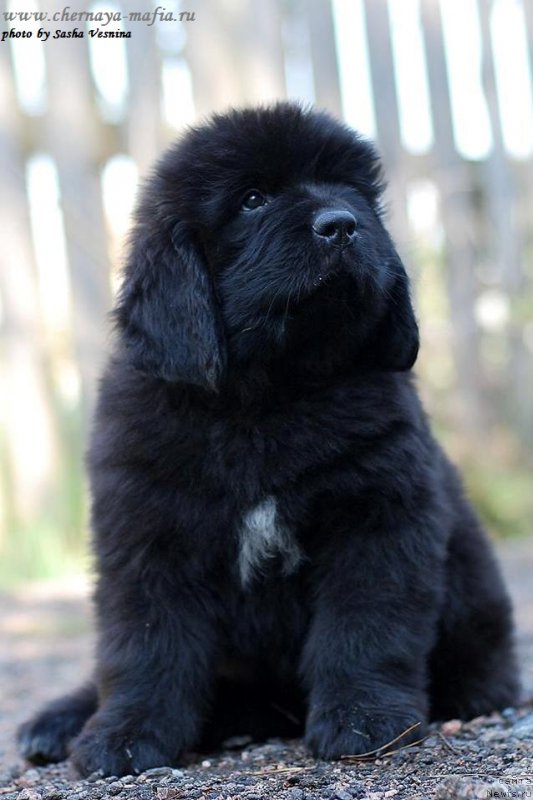Фото: ньюфаундленд Черная Мафия Аттрактиве Повер (Chernaya Mafia Attractive Power)
