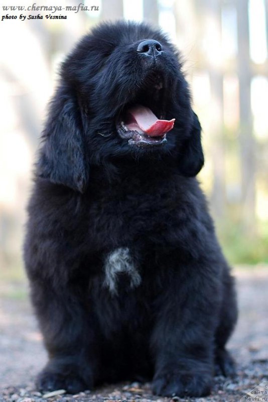 Фото: ньюфаундленд Черная Мафия Аттрактиве Повер (Chernaya Mafia Attractive Power)