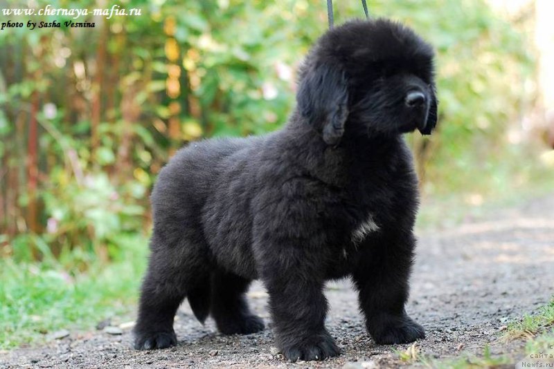 Фото: ньюфаундленд Черная Мафия Асе ин тхе Холе (Chernaya Mafia Ace in the Hole)