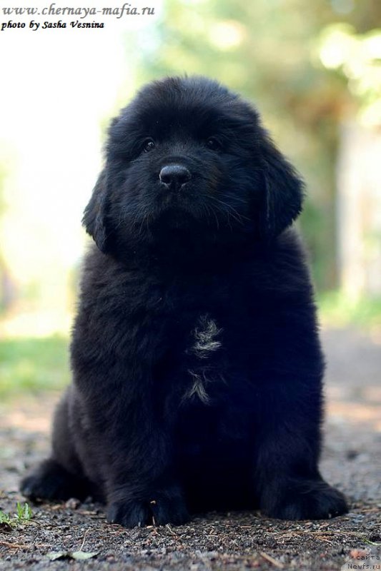 Фото: ньюфаундленд Черная Мафия Асе ин тхе Холе (Chernaya Mafia Ace in the Hole)