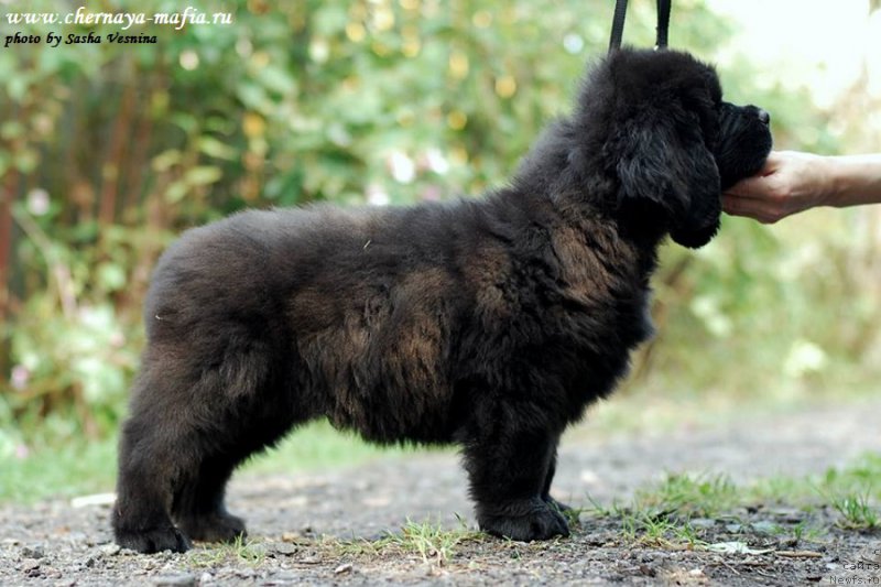 Фотография № 190720