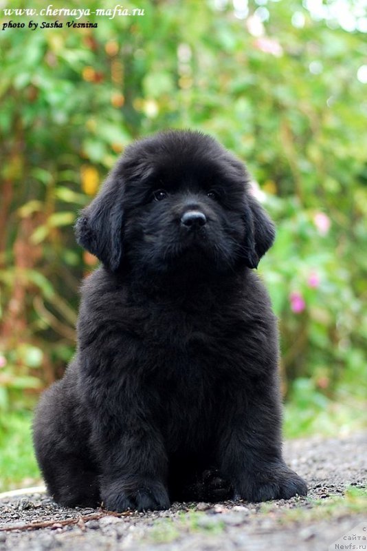 Фотография № 190721