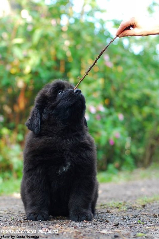 Фотография № 190724