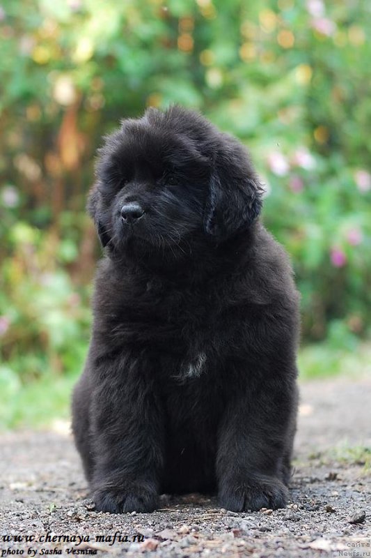 Фотография № 190725