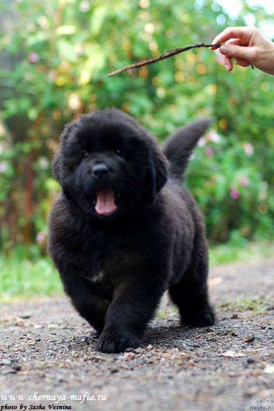 Фотография № 190727