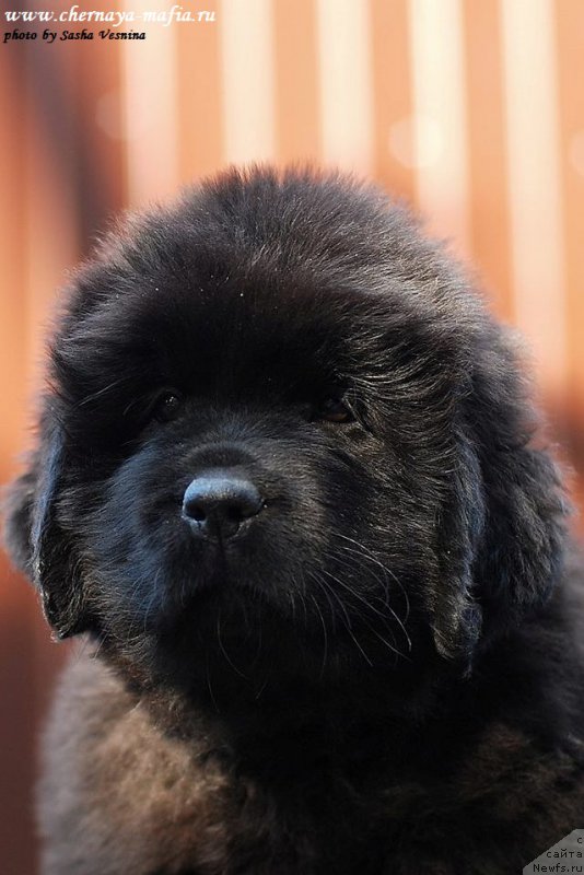 Фотография № 190728