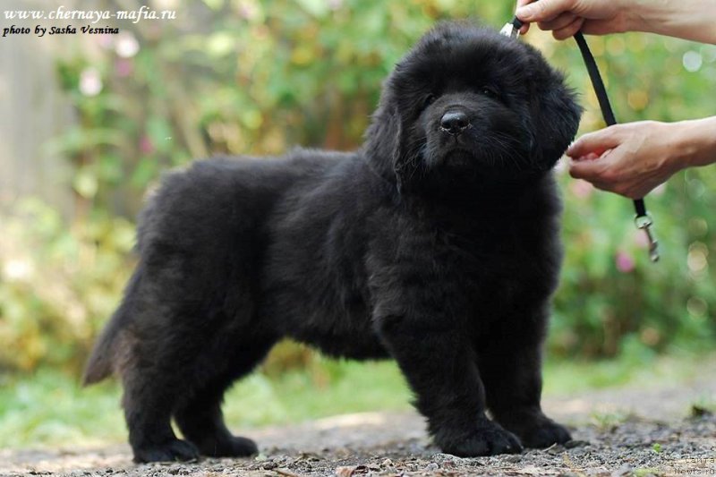 Фотография № 190729