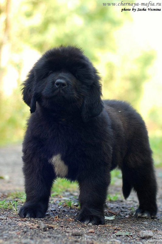 Фотография № 190731