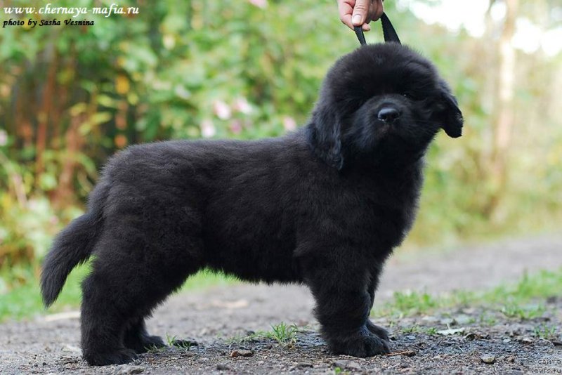 Фотография № 190734