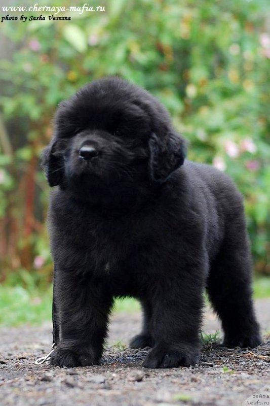 Фотография № 190735