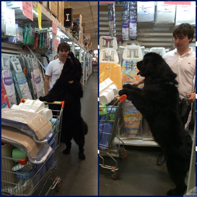 Фото: ньюфаундленд Нью-Пом-Шир Бонд Джеймс