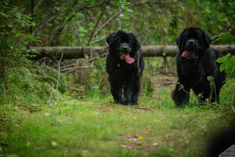 Фотография № 190740