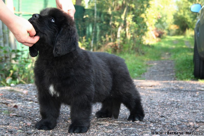 Фотография № 190746