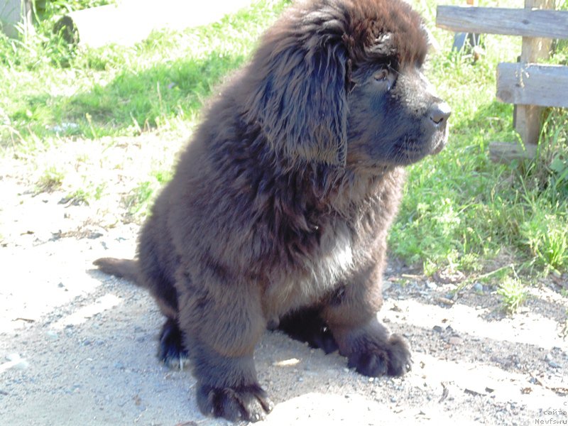 Фото: ньюфаундленд Супер Премиум Улар