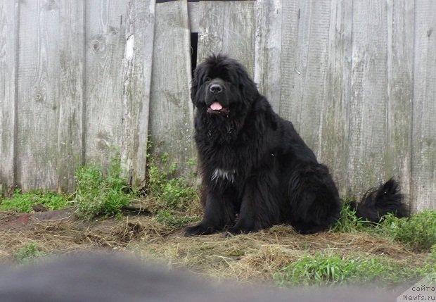 Фото: ньюфаундленд Блэк Диамонд Агидель от Потапа Увертюра