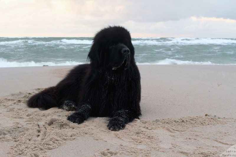 Фото: ньюфаундленд Акватория Келвин Ю Мэйк Май Дрим