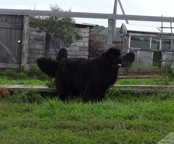Фото: ньюфаундленд Ньюфорт Царица Ночи