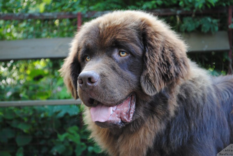 Фото: ньюфаундленд Моя Стихия Король Лев