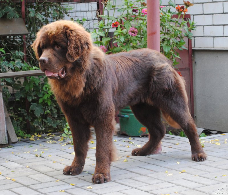 Фото: ньюфаундленд Моя Стихия Король Лев