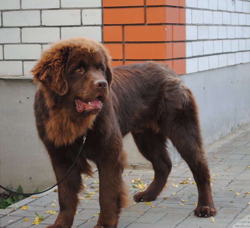 Фото: ньюфаундленд Моя Стихия Король Лев