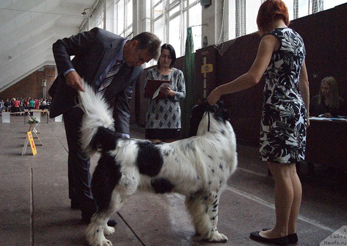 Фото: ньюфаундленд Маг Исполин Ольха
