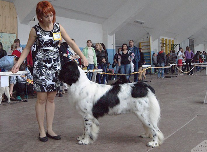 Фото: ньюфаундленд Маг Исполин Ольха