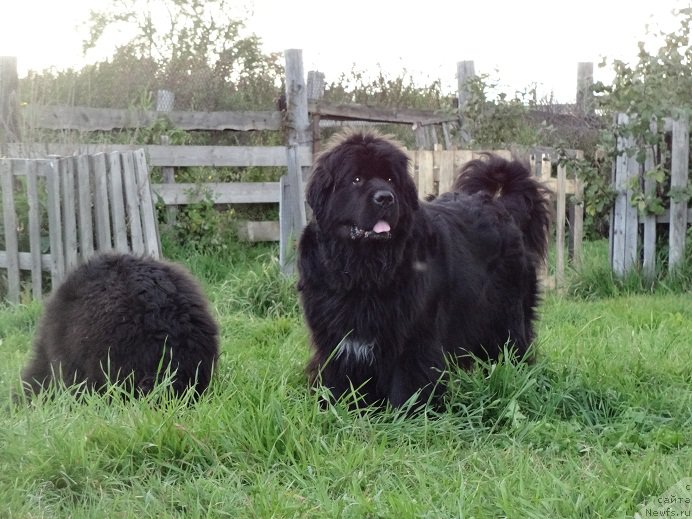 Фото: ньюфаундленд Блэк Диамонд Агидель от Потапа Увертюра