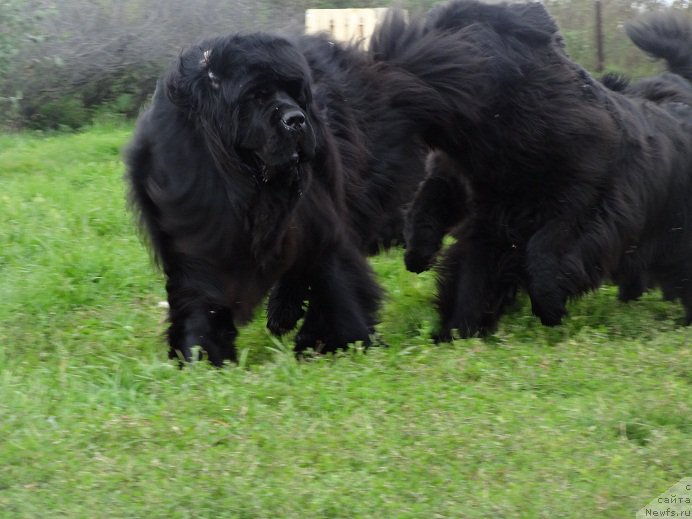 Фото: ньюфаундленд Вин Дизель для Ньюфорт