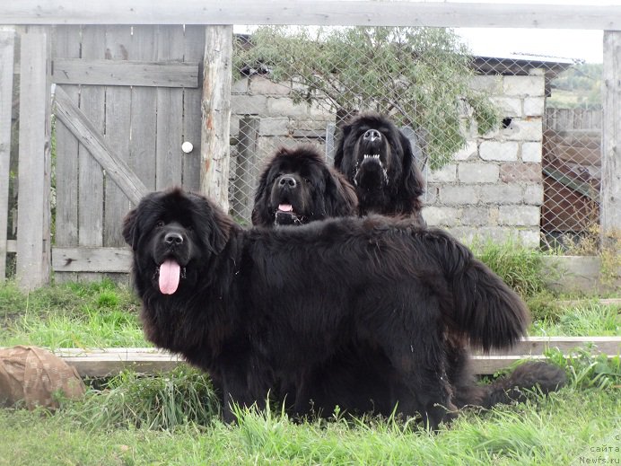 Фото: ньюфаундленд Акватория Келвин Адреналин Браун, ньюфаундленд Ньюфорт Царица Ночи, ньюфаундленд Вин Дизель для Ньюфорт
