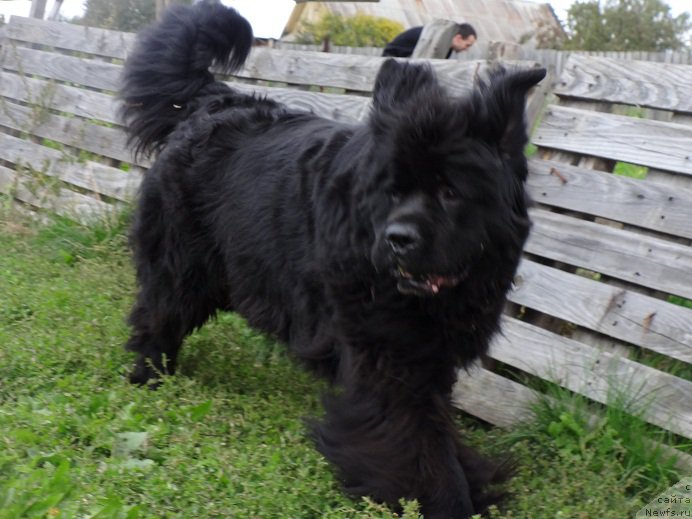 Фото: ньюфаундленд Блэк Диамонд Агидель от Потапа Увертюра
