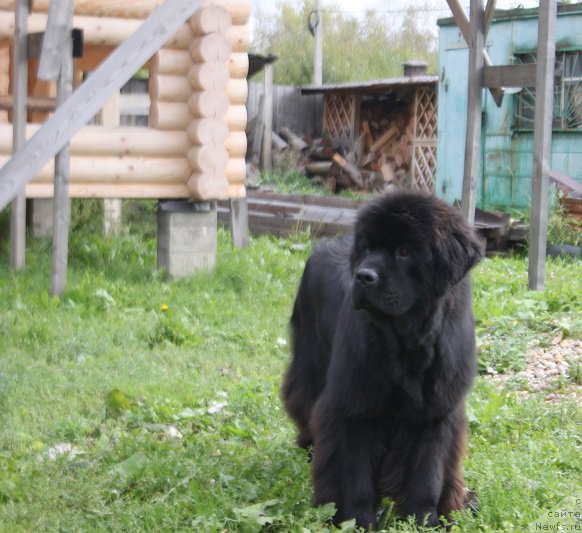 Фотография № 190790