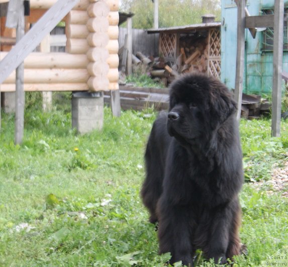 Фото: ньюфаундленд Маркиз Максимельен Де Марк (Markiz Maximilien de Mark)