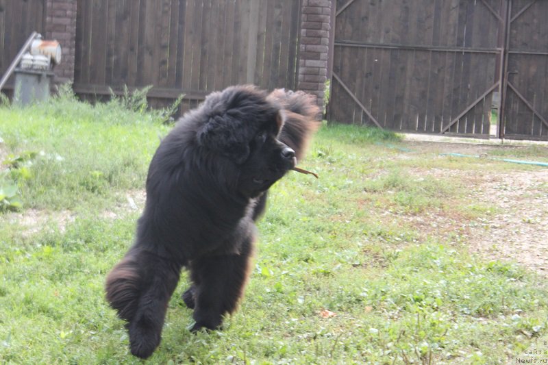 Фото: ньюфаундленд Маркиз Максимельен Де Марк (Markiz Maximilien de Mark)