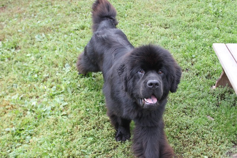 Фотография № 190794