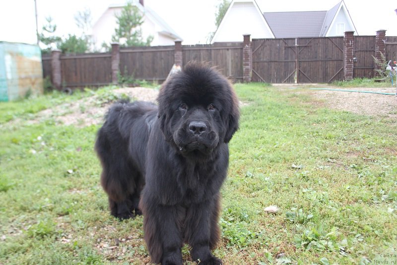 Фото: ньюфаундленд Маркиз Максимельен Де Марк (Markiz Maximilien de Mark)