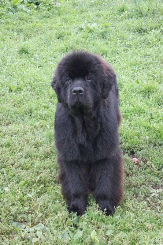 Фото: ньюфаундленд Маркиз Максимельен Де Марк (Markiz Maximilien de Mark)