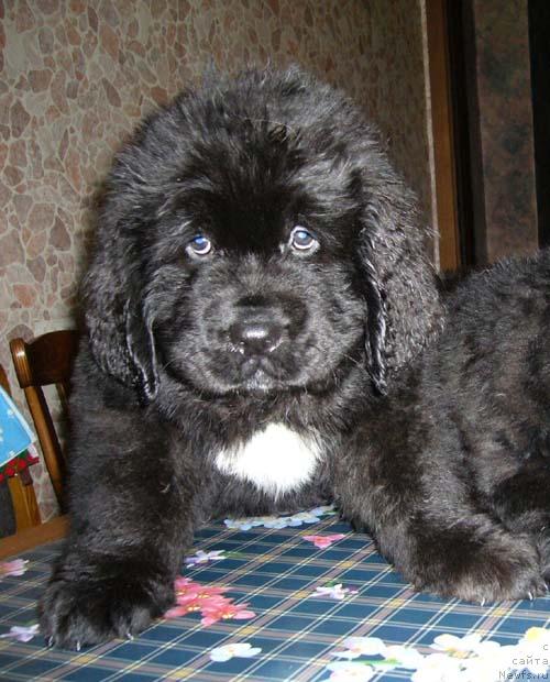 Фотография № 1908