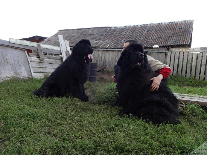 Фото: ньюфаундленд Вин Дизель для Ньюфорт, ньюфаундленд Ньюфорт Царица Ночи, Ирина Савельева