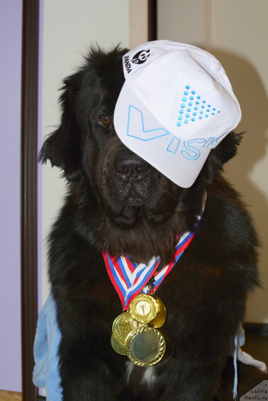 Фото: ньюфаундленд Ван Лен Тайм Олдер