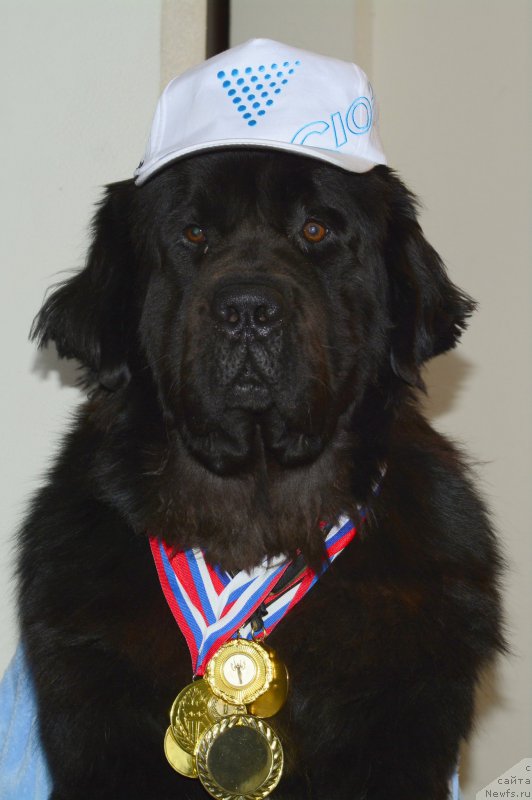 Фото: ньюфаундленд Ван Лен Тайм Олдер