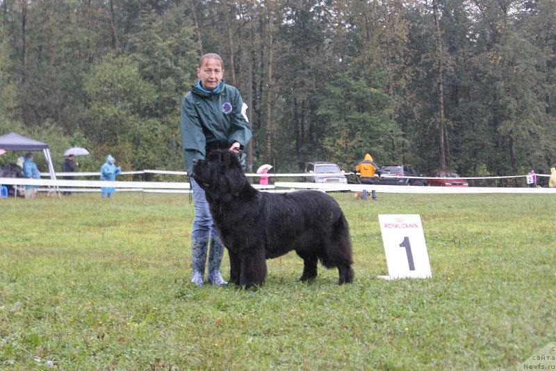 Фото: ньюфаундленд Топтыжка Галатея Морская Нереида (Toptyzhka Galatea Morskaya Nereida)