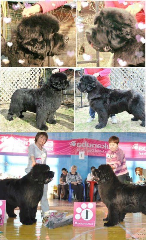 Фото: ньюфаундленд С'Нежная Вьюга Альянико Дель Вультуре (S'Nezhnaya Vjuga Alyaniko del Vulture), ньюфаундленд Увертюра из Медвежьего Яра (Overture iz Medvejyego Yara)