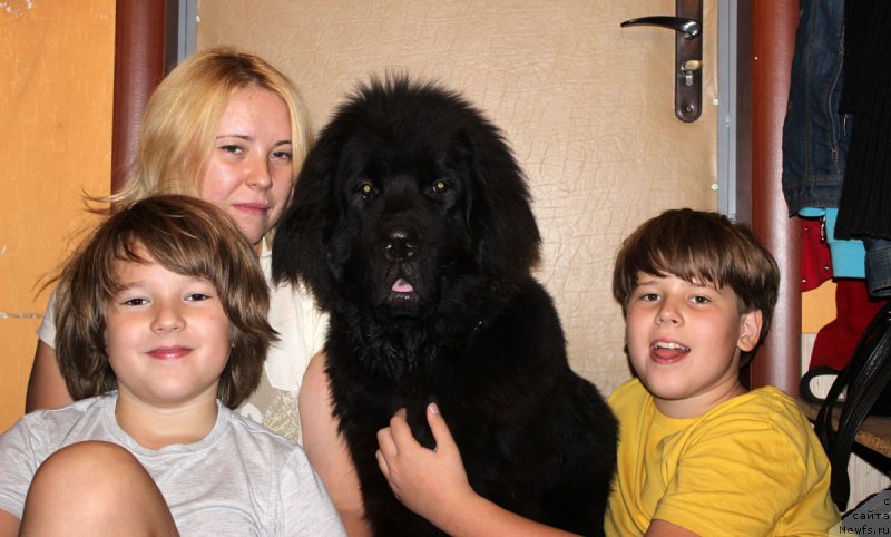 Фото: ньюфаундленд Черный Балу Евсей