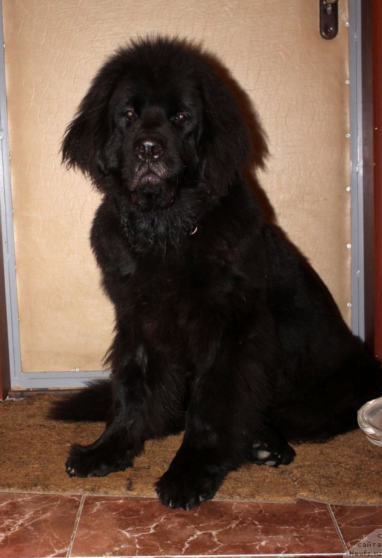 Фото: ньюфаундленд Черный Балу Евсей