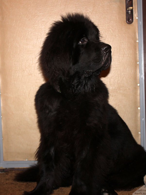Фото: ньюфаундленд Черный Балу Евсей