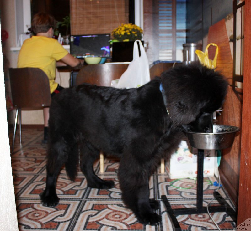 Фото: ньюфаундленд Черный Балу Евсей