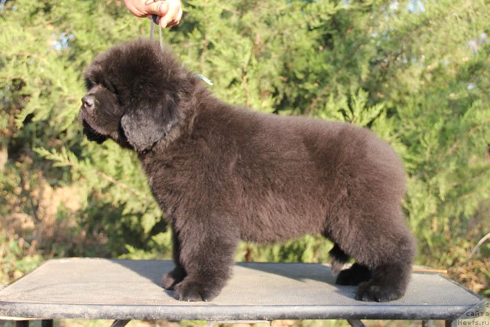 Фото: ньюфаундленд Жорж с Берега Дона (Zhorzh s Berega Dona)