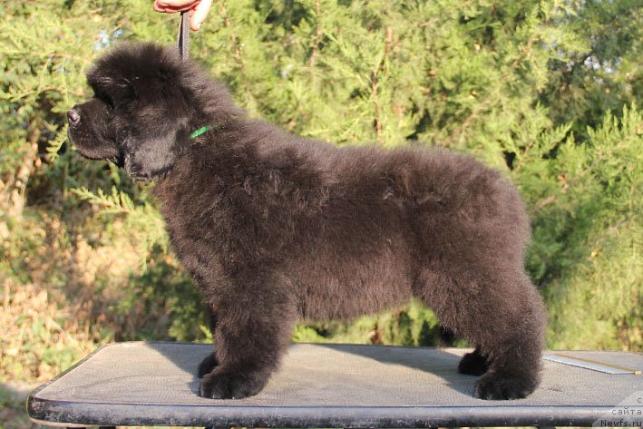 Фото: ньюфаундленд Жермен с Берега Дона (Zhermen s Berega Dona)